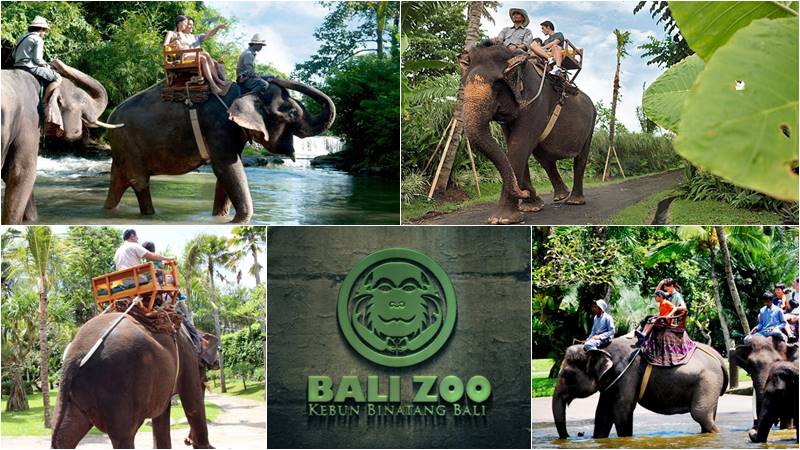 Elephant Ride