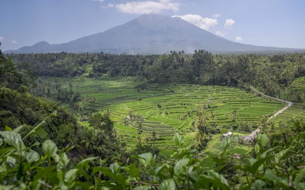 Rice Field